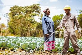 Sample smallholder farmers.